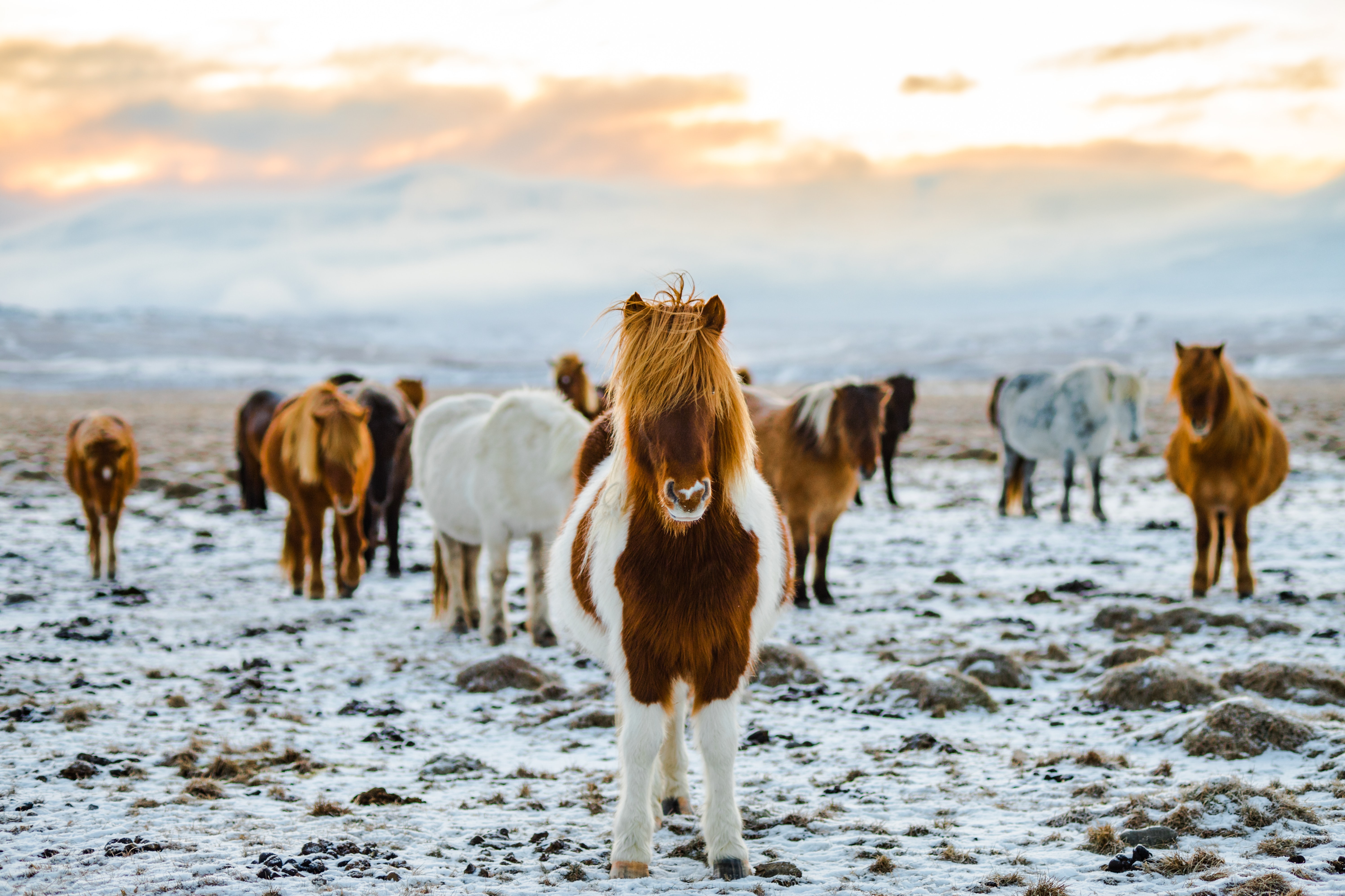 image of horses in Iceland