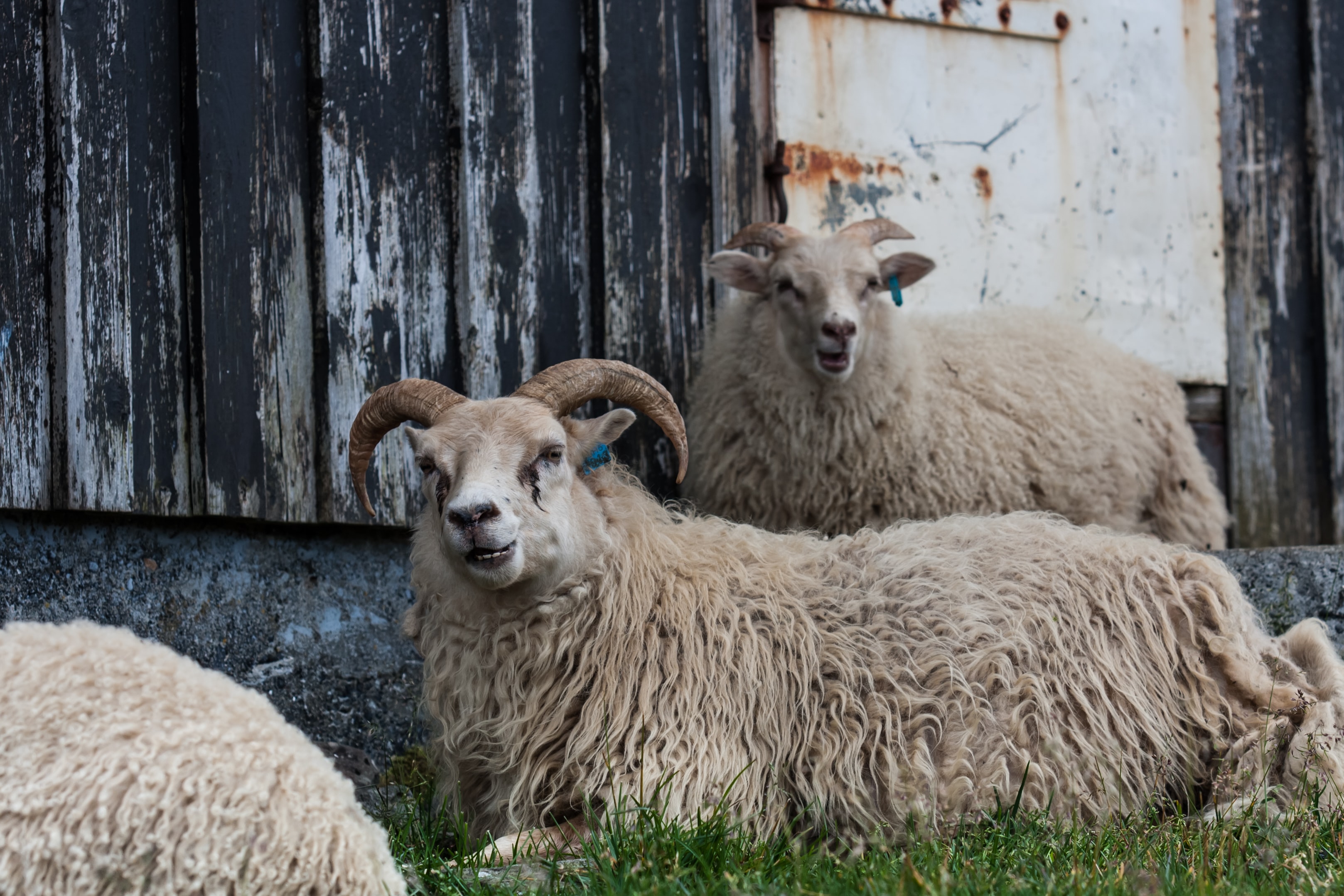 image of sheep in Iceland